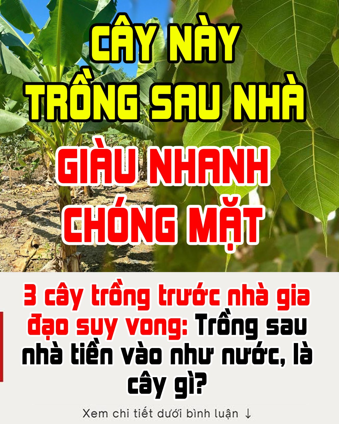 3 cây trồng trước nhà gia đạo suy vong: Trồng sau nhà tiền vào như nước, là cây gì?